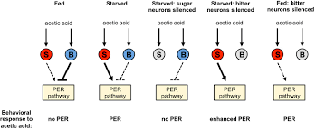 This page is about the various possible meanings of the acronym, abbreviation, shorthand or slang term: Acetic Acid Activates Distinct Taste Pathways In Drosophila To Elicit Opposing State Dependent Feeding Responses Elife