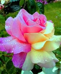 It Is A Hybrid Pink And Yellow Rose Gold Combination Colour In 2020 Beautiful Rose Flowers Pink Perennials Beautiful Flowers Pictures