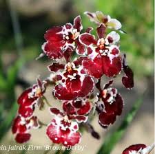 Image result for Viridivia