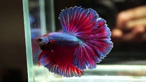 As well as enjoying the experience of keeping a betta fish, many keen betta hobbyists enjoy breeding and crossbreeding their specimens to see what colors. Live Betta Fish Male Blue Red Purple Mohawk Perfect Rose Tail Halfmoon 1054 Youtube