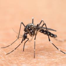 Jul 30, 2020 · nos ongles sont porteurs de bactéries pouvant pénétrer sous la peau à la moindre plaie. Apaiser Les Piqures De Moustique Ooreka