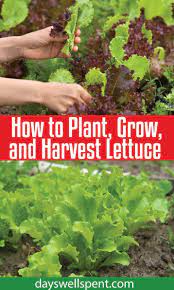How To Grow Lettuce Planting Growing And Harvesting Growing Lettuce How To Harvest Lettuce Planting Lettuce