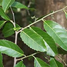 Image result for Homalium dentatum