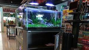 Lima Jenis Ekosistem Buatan Untuk Ikan Hias Tribun Jabar