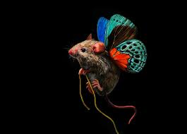 Download our free software and turn videos into your desktop wallpaper! Mouse Hd Wallpapers Backgrounds