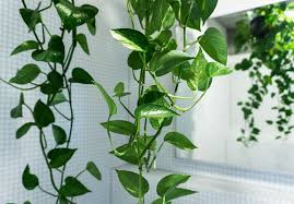 Proponiamo anche piante carnivore, bonsai, alberi da frutto e agrumi, piante aromatiche e gtanto altro ancora. Come Curare I Pothos Piante Appartamento Cura E Coltivazione Pothos