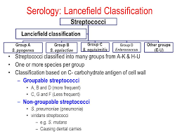 Image result for Group D Streptococcus
