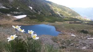 Lacul iezer, minunăția care are forma tarii noastre, un muntii rodnei. Maramures In Poteci De Munte Vf Pietrosul Rodnei Mirela Ivaz