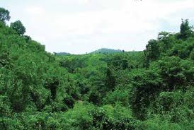 Image result for Stathmostelma gigantiflorum