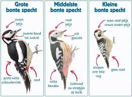 In 2013 werd het totaal aantal vogels (op grond van tellingen op slaapplaatsen) geschat op meer dan 10.000 individuen (broedende vogels en hun onvolwassen nakomelingen). Pin Van Annesta Wannenburg Grove Op Natuur Huisdier Vogel Prachtige Vogels Vogels