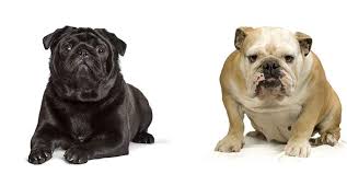Check out our english bulldog selection for the very best in unique or custom, handmade pieces from our shops. Pug English Bulldog Mix A Look At This Popular Cross Breed
