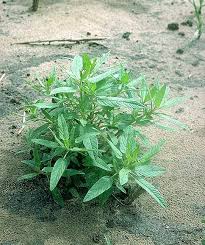 Image result for Cleome monophylla