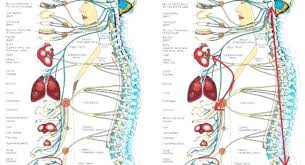 Organ Foot Diagram Wiring Diagrams