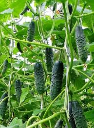 Image result for how to self pollinate cucumbers