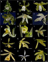 Image result for Vanilla polylepis