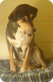She joined maryville in march of last year and has been a very dependable certified nursing assistant (cna) on the night shift. Maryville Tn Australian Shepherd Labrador Retriever Mix Meet Jack A Dog For Adoption Dog Adoption Pets Australian Shepherd