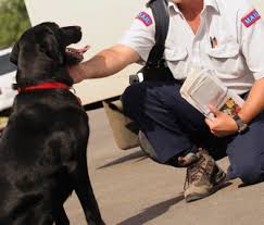 A better alternative is training. Tips To Help Get Your Dog To Stop Barking At The Mailman