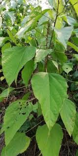 Image result for Caloncoba crepiniana