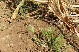 Image result for Urochloa deflexa