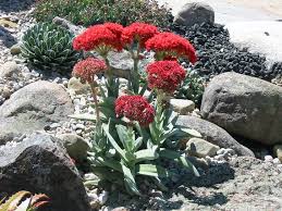 Image result for Crassula perfoliata