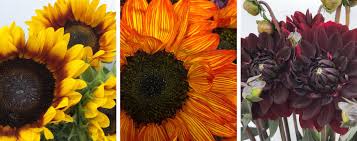 Bulk buy silk flowers online from chinese suppliers on dhgate.com. Red Mountain Wholesale Florist Company Profile Products Deals Specials And Promotions