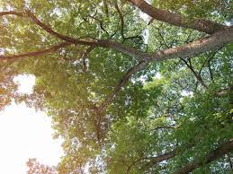 They are a source of food and shelter for birdlife, they improve the quality of the air we breathe and they beautify our towns and landscapes. Gardening Advice Neighbour S Overhanging Tree Branch Saga