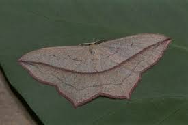 Image result for Timandra griseata