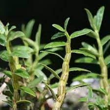 Dendrobium Stem Extract Powder Novoherb