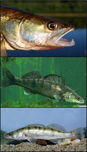 Image result for Peddiea fischeri