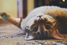 Older cats have a much harder time adjusting to change. What Do I Do When My Pet Dies At Home Bamganie Pet Cremations Vic