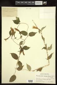 Image result for Congolanthus longidens