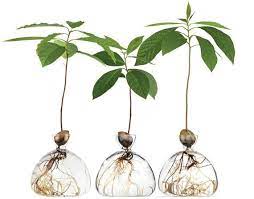 Pin By Xinri On Plants In 2021 Plants In Jars Avocado Plant Avocado Seed Growing