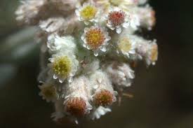 Image result for Vellereophyton dealbatum