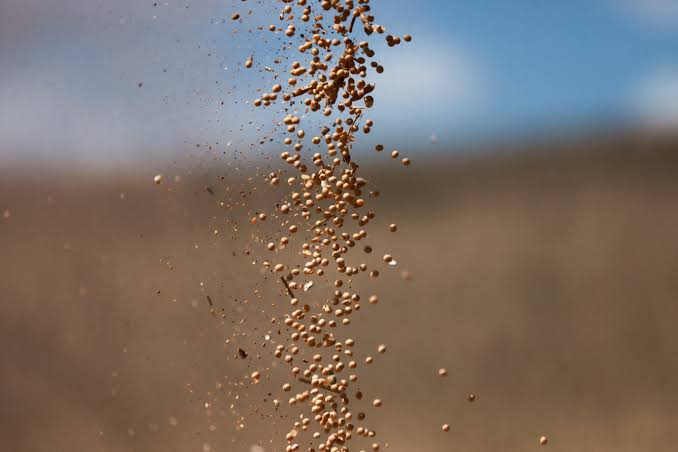 Brazil's soybean exports to hit record as US out of market, Chinese demand  strong | Reuters
