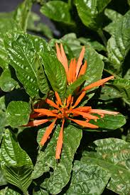 Image result for Justicia anselliana