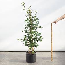 Image result for Ficus triangularis