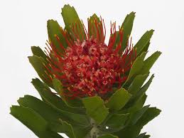 Image result for Leucospermum saxosum