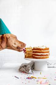 Check out these awesome ideas for a great party! Dog Birthday Cake Recipe How To Make Cake For Your Dog