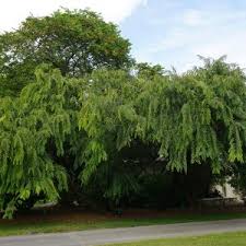 Image result for Fernandoa magnifica