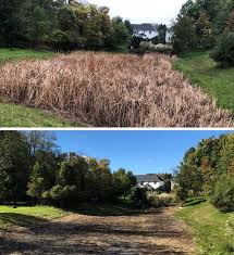 See full list on wikihow.com Cattail Management Removal Aqua Doc