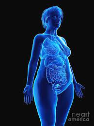 Female internal organ diagram human anatomy study human body. Illustration Of An Obese Woman S Internal Organs Photograph By Sebastian Kaulitzki Science Photo Library