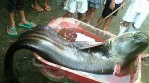 Ikan tapah terbesar di dunia seberat 150kg berusia 30 tahun. Video Warga Jambi Temukan Ikan Tapah Monster Di Batanghari Apa Rasa Dagingnya Diungkap Peneliti Halaman 2 Tribun Jambi
