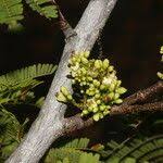 Image result for Libidibia coriaria