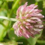Image result for Trifolium isthmocarpum