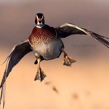 Compatriot Outdoors On Twitter In 2020 Duck Hunting Goose Hunting Waterfowl Hunting