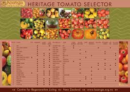 Determinate and indeterminate tomato varieties. Heritage Tomato Selector Chart Koanga Gardens