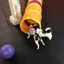 Why is puppy socialization important? Best Puppy Classes Near Me July 2021 Find Nearby Puppy Classes Reviews Yelp