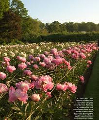Peony Garden Done By Martha Dream Garden Avec Images Fleur Jardin Jardins Fleurs