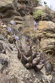 Image result for Cliffortia nitidula