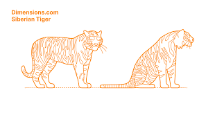 The biggest specimen on record had a length of 138 inches. Siberian Tiger Dimensions Drawings Dimensions Com